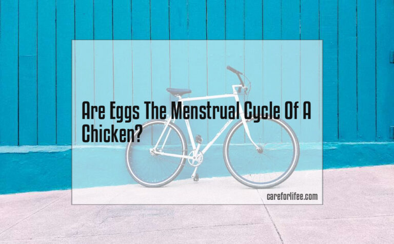 Are Eggs The Menstrual Cycle Of A Chicken?