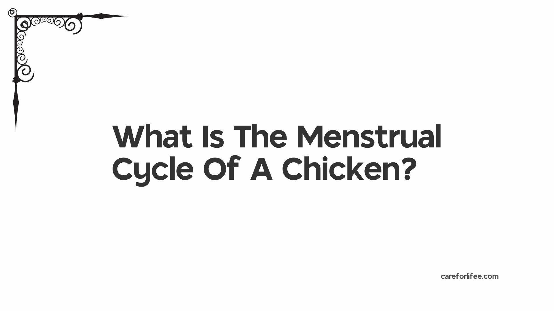 What Is The Menstrual Cycle Of A Chicken?