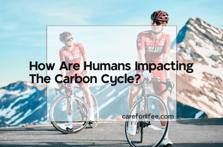 How Are Humans Impacting The Carbon Cycle?