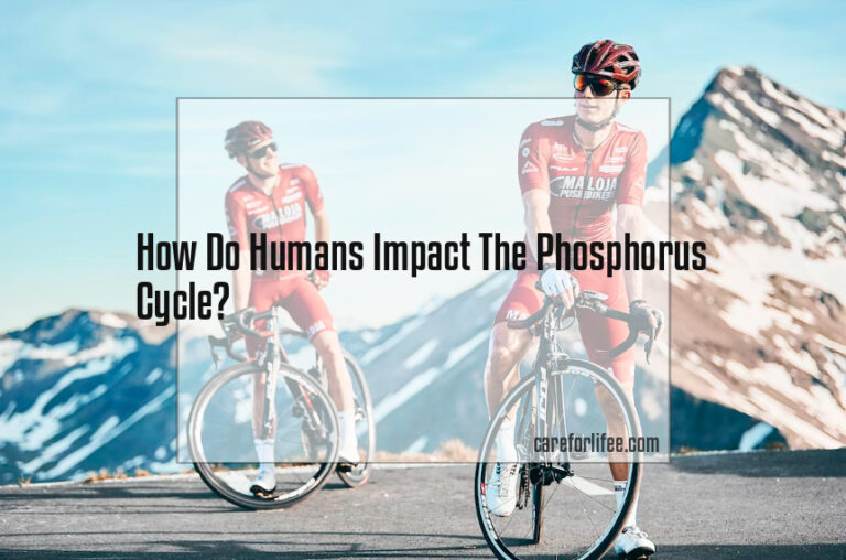 How Do Humans Impact The Phosphorus Cycle?
