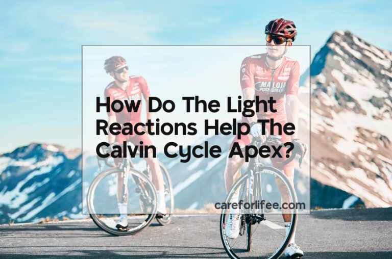 How Do The Light Reactions Help The Calvin Cycle Apex?