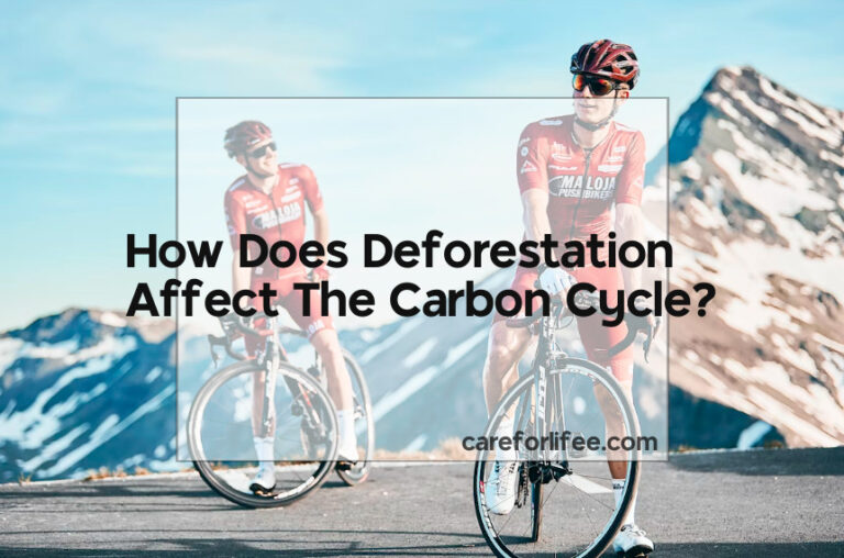 How Does Deforestation Affect The Carbon Cycle?