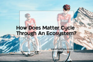 How Does Matter Cycle Through An Ecosystem? 2024