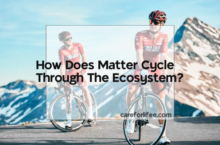 How Does Matter Cycle Through The Ecosystem?