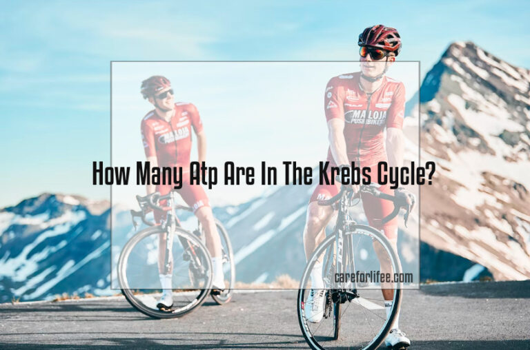 How Many Atp Are In The Krebs Cycle?