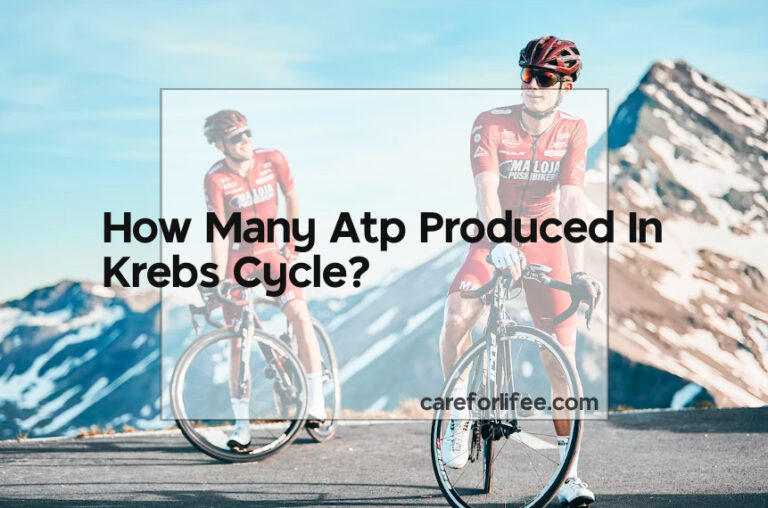How Many Atp Produced In Krebs Cycle?