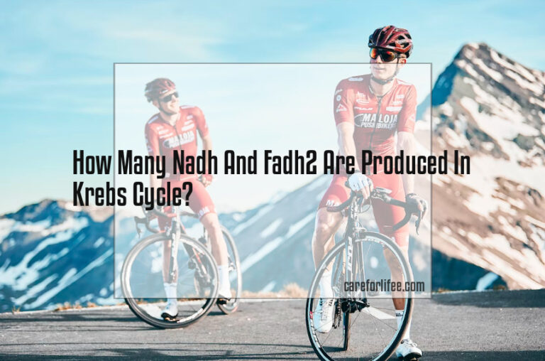 How Many Nadh And Fadh2 Are Produced In Krebs Cycle?