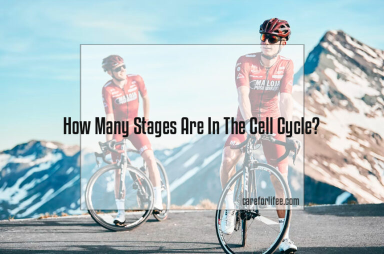 How Many Stages Are In The Cell Cycle?