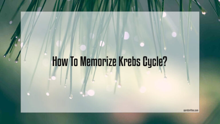 How To Memorize Krebs Cycle