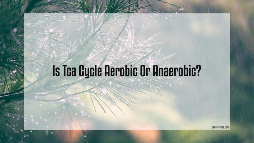 Is Tca Cycle Aerobic Or Anaerobic 1024x576 