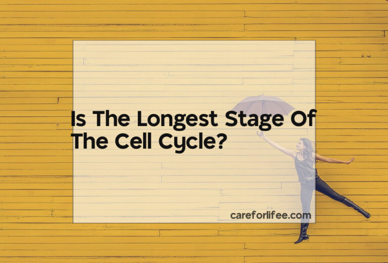 Is The Longest Stage Of The Cell Cycle