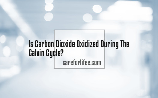 Is Carbon Dioxide Oxidized During The Calvin Cycle