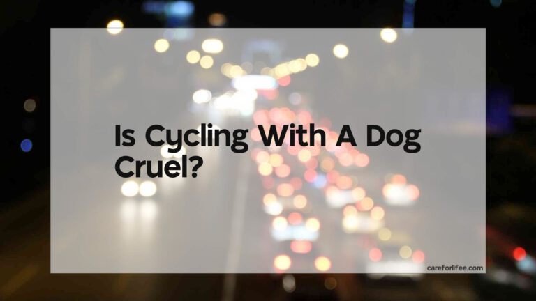 Is Cycling With A Dog Cruel