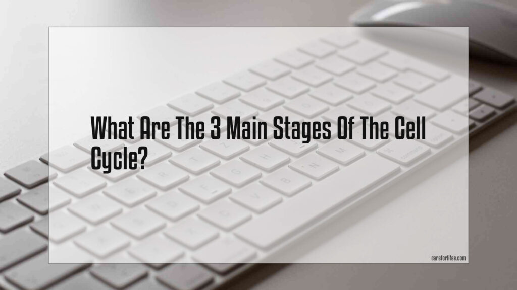 What Are The 3 Main Stages Of The Cell Cycle 2024   What Are The 3 Main Stages Of The Cell Cycle 1024x576 