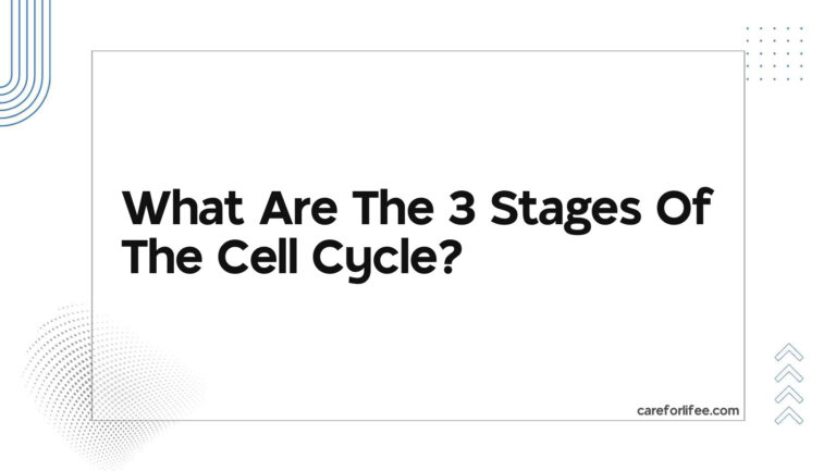 What Are The 3 Stages Of The Cell Cycle