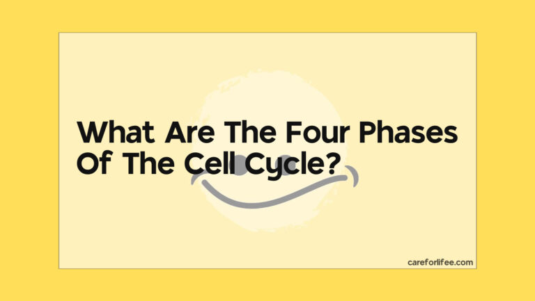 What Are The Four Phases Of The Cell Cycle