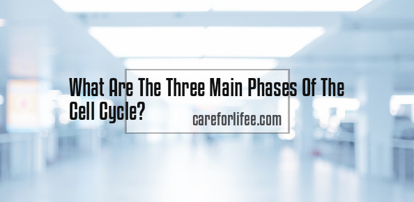 What Are The Three Main Phases Of The Cell Cycle