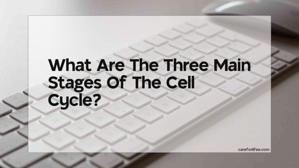 what-are-the-three-main-stages-of-the-cell-cycle-2024