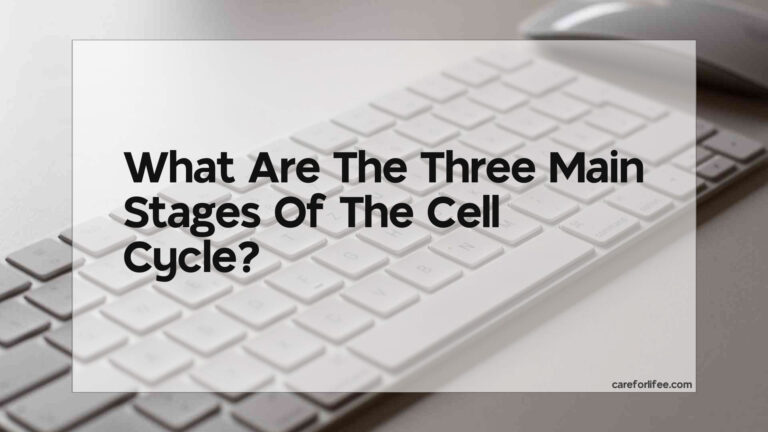 What Are The Three Main Stages Of The Cell Cycle