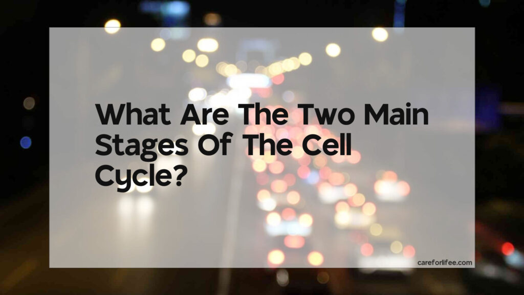 What Are The Two Main Stages Of The Cell Cycle 2024   What Are The Two Main Stages Of The Cell Cycle 1 1024x576 