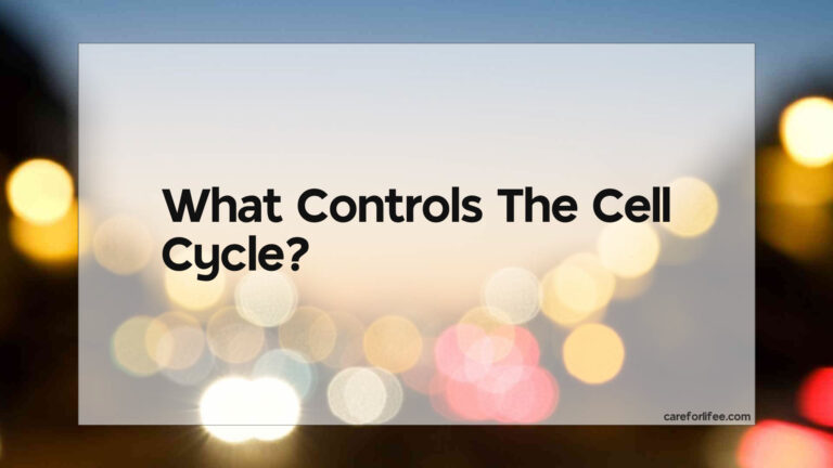 What Controls The Cell Cycle