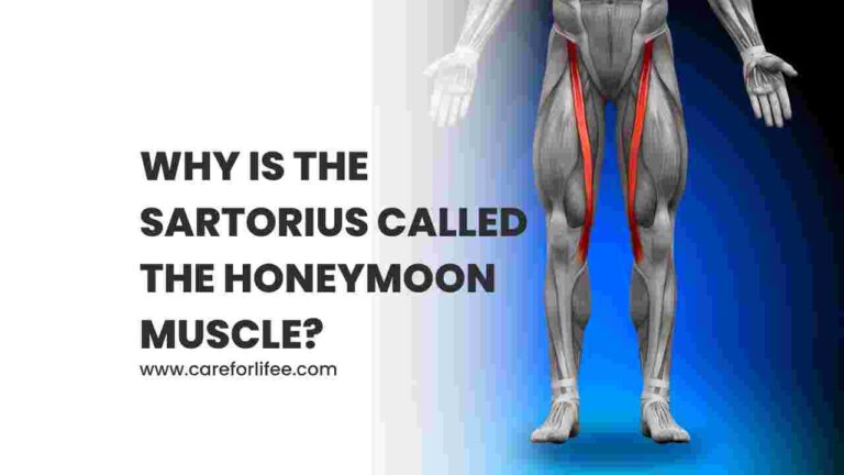 Why is the Sartorius Called the Honeymoon Muscle?